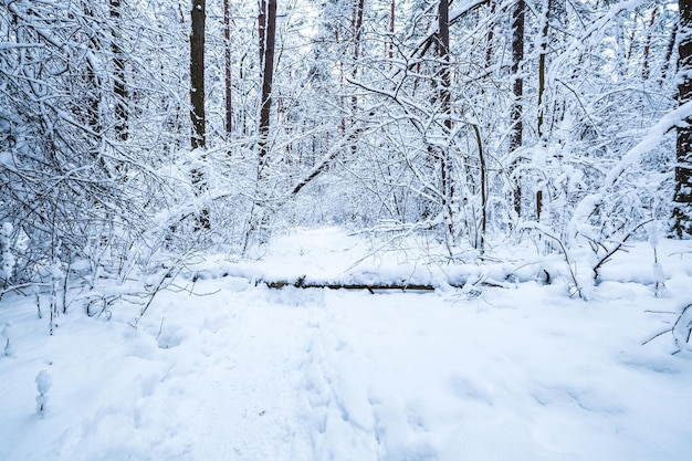 Winter pine trees forest covered with snow Beautiful winter panorama at snowfall