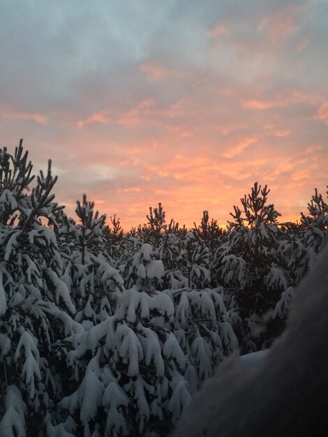 Foto spille invernali