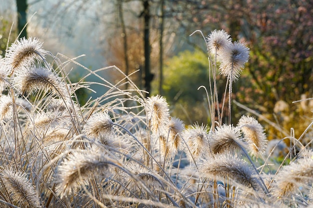 Winter at the pond in natural beautiful garden