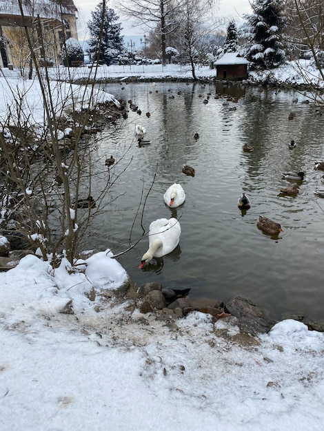 Photo winter pond with ducks and swans in the park