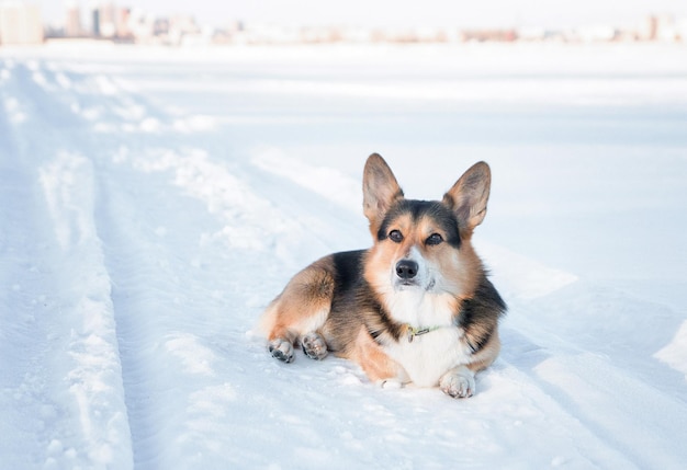 귀여운 웨일스 어 Corgi Pembroke 웨일스 어 코기 Pembroke의 겨울 초상화는 눈에 놓여 있습니다