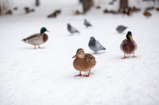 Winter portrait of a duck in a winter public park. Duck birds are standing or sitting in the snow. Migration of birds. Ducks and pigeons in the park are waiting for food from people.