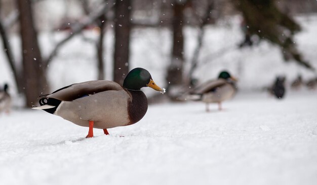 Winter portrait of a duck in a winter public park sitting in the snow