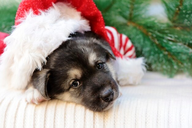 Winter portrait of a puppy