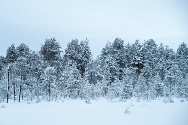 Winter prachtige landschap met bomen bedekt met rijm