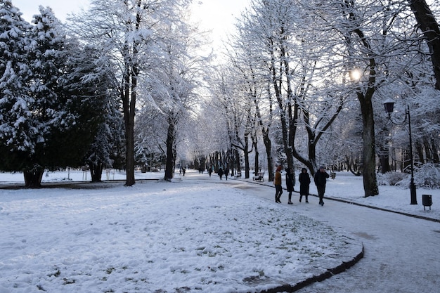 Winter public park covered by snow copy space