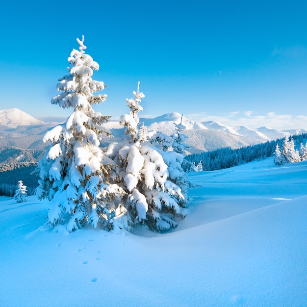写真 山腹の冬の霜と雪に覆われたモミの木（カルパティア山脈、ウクライナ）