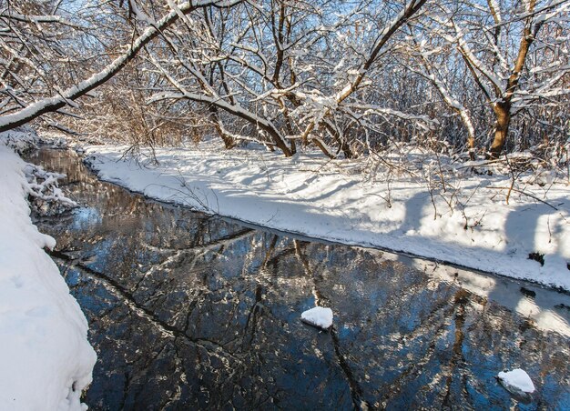 写真 冬の川と季節の木々