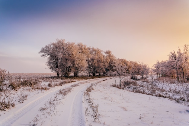 Winter road along trees in sunset light