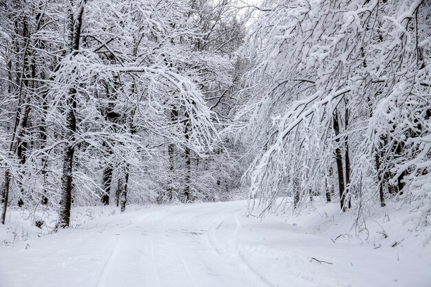 写真 新鮮な雪で覆われた冬の道路