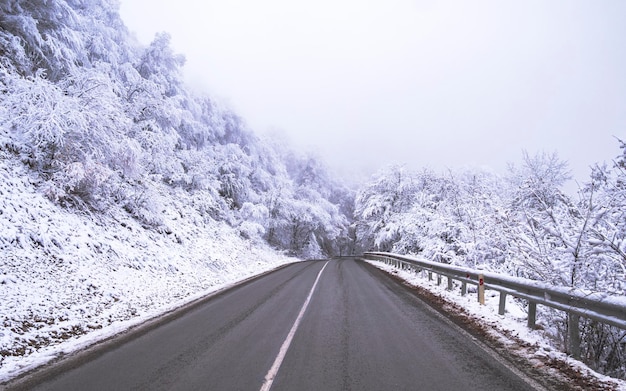 winter road in the forest