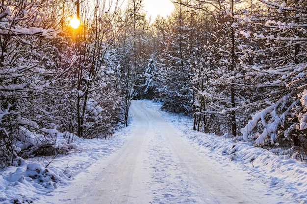 Winter road at the forest