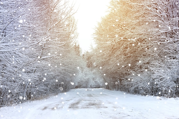 Winter road in the forest