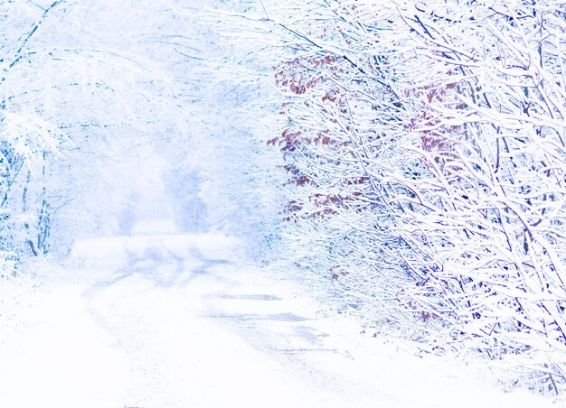 Strada d'inverno e schizzi di neve alberi d'inverno con gelo spazio invernale e strada