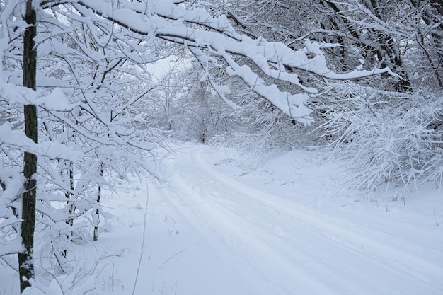 冬道の積雪 車のいない誰もいない田舎道