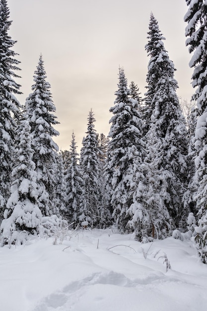 Winter road in a snowy forest, tall trees along the road. Beautiful bright winter landscape.