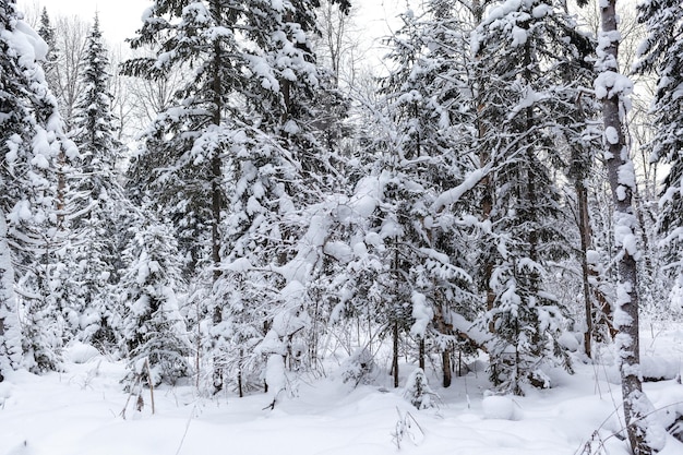 Winter road in a snowy forest, tall trees along the road. Beautiful bright winter landscape.