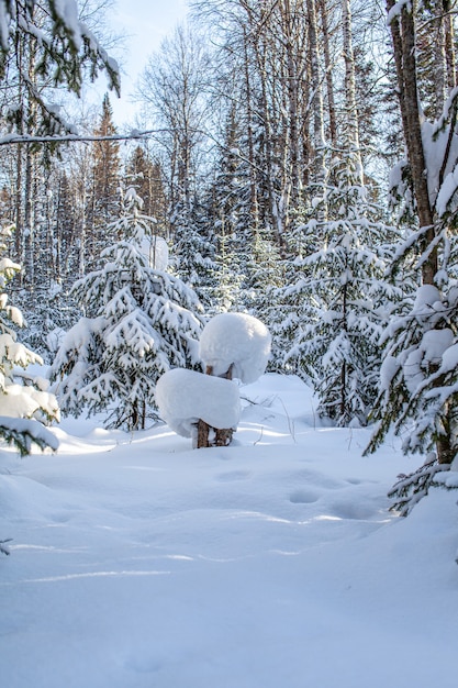 雪に覆われた森の中の冬の道、道沿いの背の高い木々。