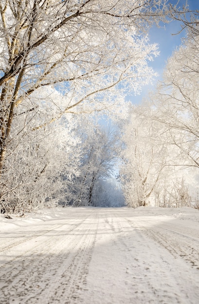 Winter road in snowy frosty forest landscape