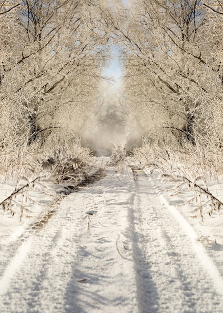 Winter road in snowy frosty forest landscape