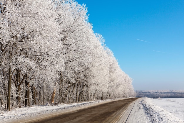 写真 雪に覆われた森の中の冬の道