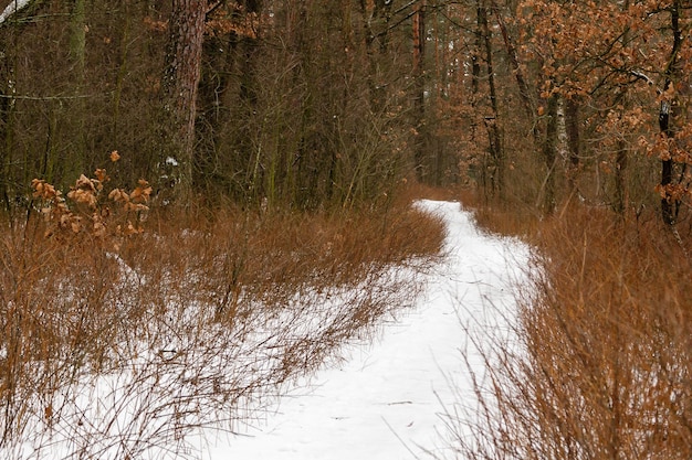 눈으로 덮인 숲을 통과하는 겨울 길