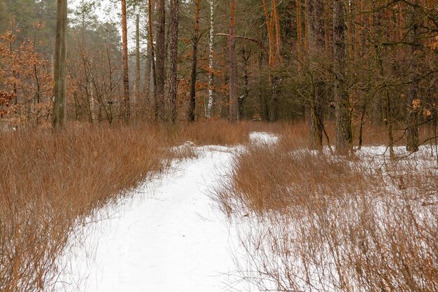 Winter road through a forest covered with snow