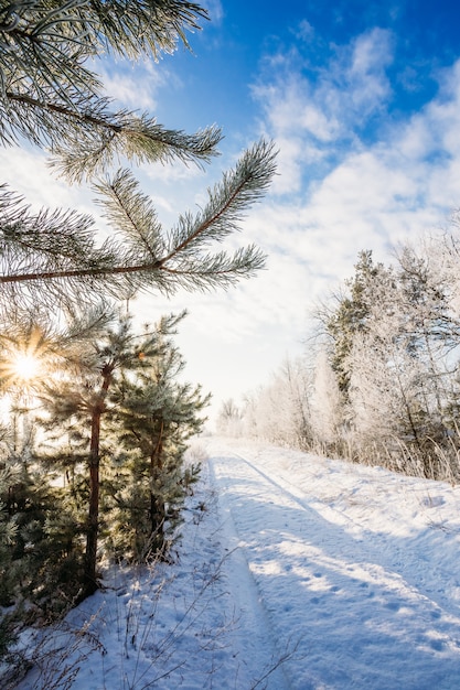 Strada invernale tra gli alberi. giorno soleggiato