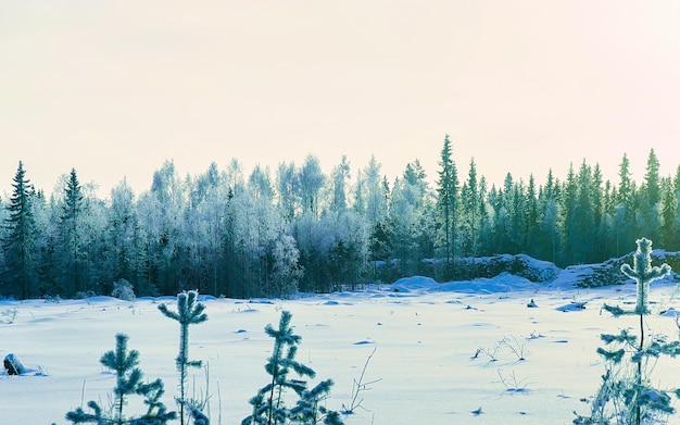 Winter road with snow in Finland. Landscape of Lapland in Europe. Forest along highway during ride. Snowy trip. Cold driveway. Driving in Finnish motorway on north Rovaniemi village. View with tree