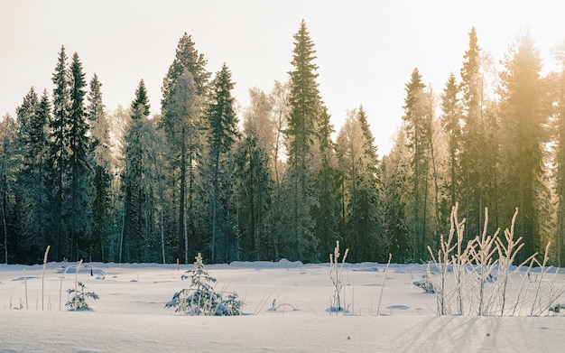 Winter road with snow in Finland. Landscape of Lapland in Europe. Forest along highway during ride. Snowy trip. Cold driveway. Driving in Finnish motorway on north Rovaniemi village. View with tree