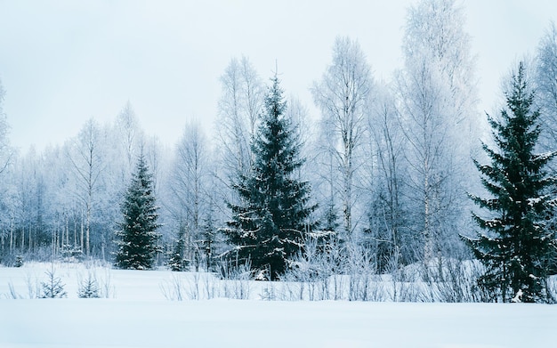 Winter road with snow in Finland. Landscape of Lapland in Europe. Forest along highway during ride. Snowy trip. Cold driveway. Driving in Finnish motorway on north Rovaniemi village. View with tree