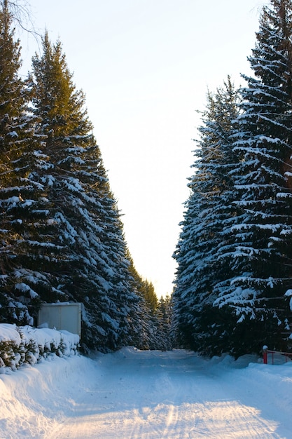 Foto strada invernale