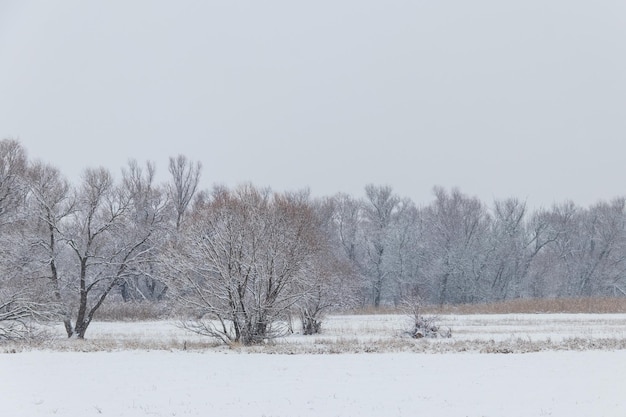 Winter rural landscape with snowy meadow and trees covered with snow