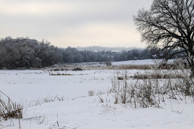 Winter rural landscape