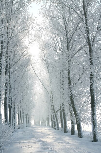 Winter rural road between the trees covered with frost