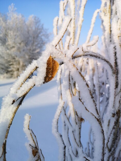 Winter in russia