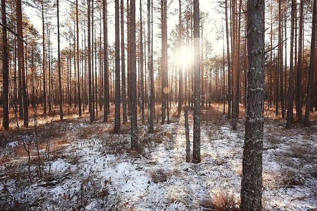 Winter in the Russian village / winter landscape, forest in Russia, snow-covered trees in the province