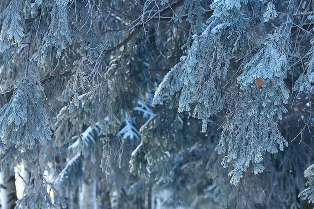 Winter in the Russian village / winter landscape, forest in Russia, snow-covered trees in the province