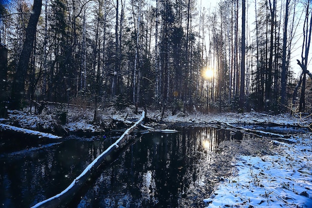 Winter in the Russian village / winter landscape, forest in Russia, snow-covered trees in the province