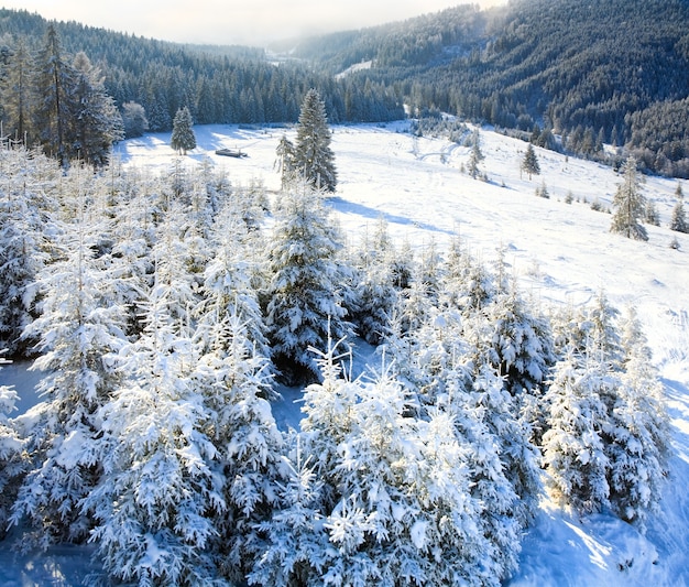 Winter rustig berglandschap met besneeuwde sparren