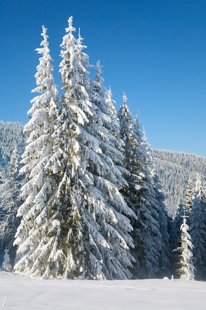 Winter rustig berglandschap met rijp en besneeuwde sparren