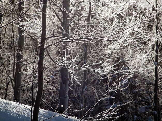 Winter in San Juan Mointains, Colorado.