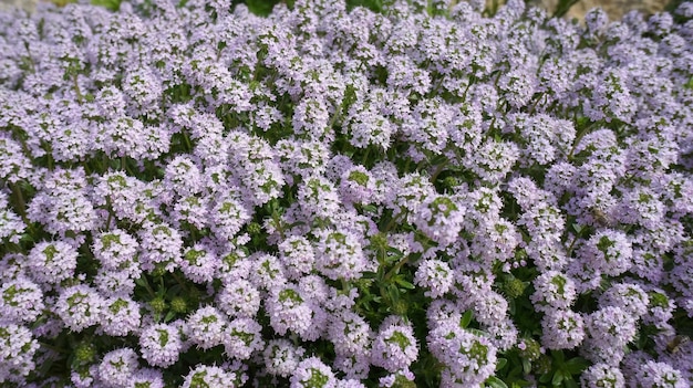 庭のデザインで冬のおいしいまたは Satureja モンタナ ライラックの花