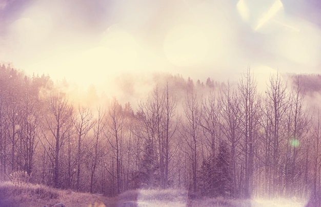 Foresta di scena invernale ricoperta di neve, tonica come il filtro di instagram