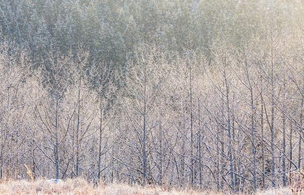 Winter scene forest covered with snow, toned like instagram filter