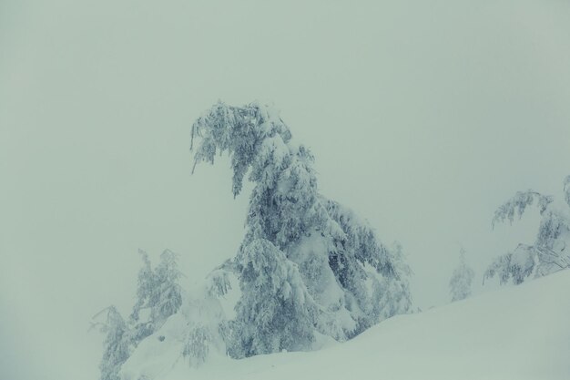 Winter scene forest covered with snow, toned like instagram filter