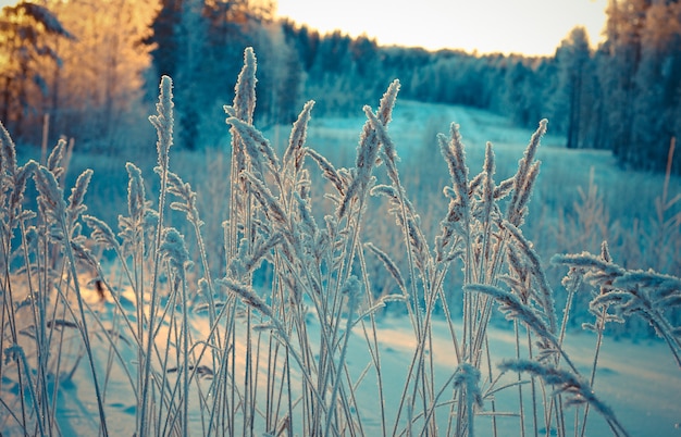 Winter scene.Frozen flower