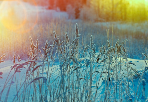 Winter scene .Frozenned flower .pine forest and sunset