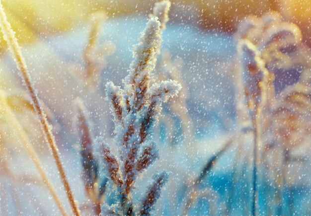 Winter scene .Frozenned flower .pine forest and sunset