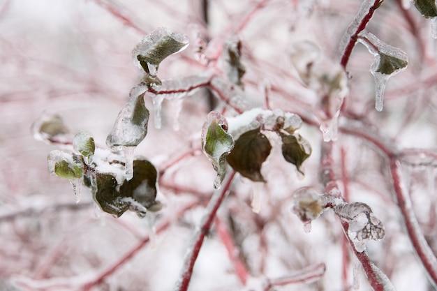 Зимняя сцена - лед на дереве